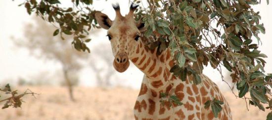 ¡EN PELIGRO!: La población mundial de jirafas se redujo un 40% en 30 años