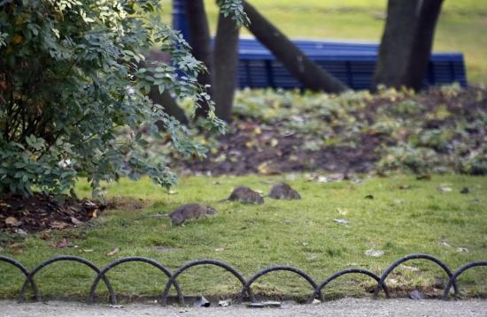 Cierran parques y jardines en París por invasión de ratas