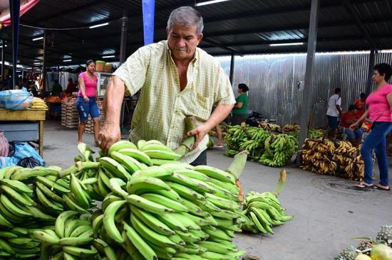 Alto precio del plátano sorprende y preocupa a los manabitas