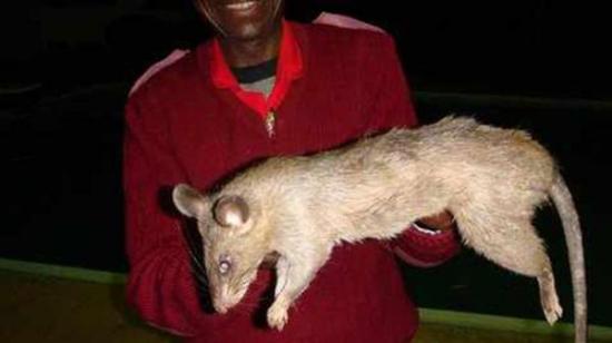 Ratas gigantes devoran a una bebé que estaba sola en casa