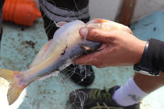 Anzueleros se sienten perjudicados por la pesca con trasmallos