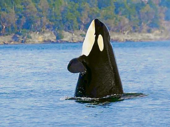 Muere la orca más longeva  del mundo (105 años)