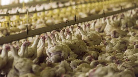 Bolivia suspende por 90 días importación de aves de Chile por gripe aviar