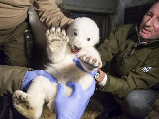 Examinan por primera vez al osezno polar nacido en un zoo de Berlín