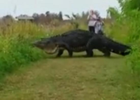Video de un enorme cocodrilo cruzando un sendero en Estados Unidos se vuelve viral