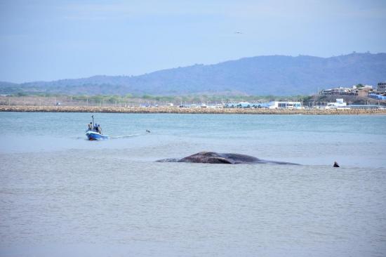 Hallan una ballena varada en una playa de Jaramijó