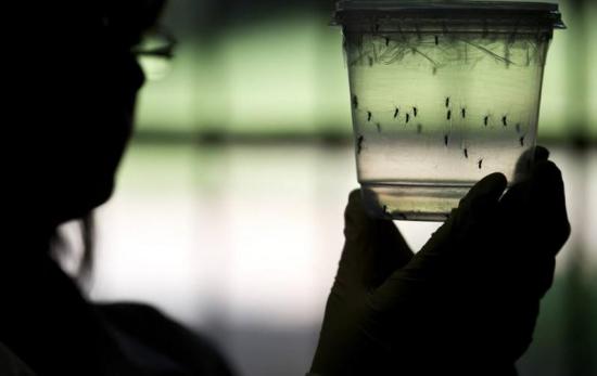 Cerca de 800 muertos en Brasil por dengue, zika y chikunguña en 2016