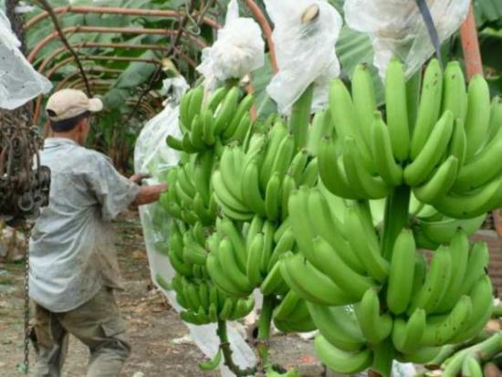 Comisión Comercio PE respalda salvaguardas para banano en acuerdo con Ecuador