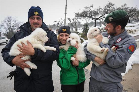 Encuentran a tres cachorros de perro en el hotel sepultado por alud en Italia