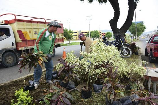 4 mil plantas adornan la avenida metropolitana Eloy Alfaro