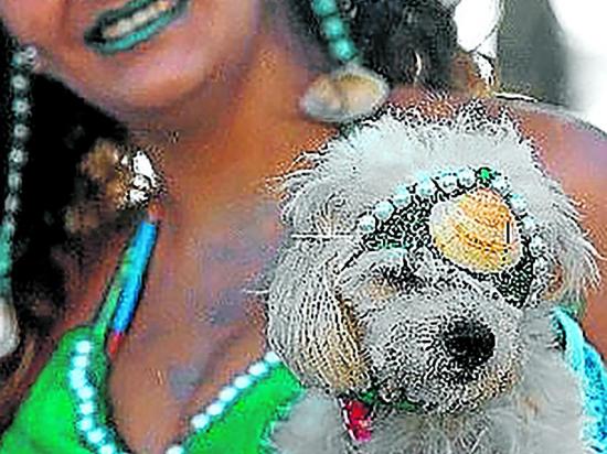 Perros  celebran el carnaval
