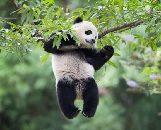 La panda gigante Bao Bao llega a China desde Washington