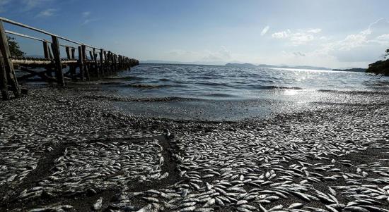 Confirman muerte de peces por temperatura y falta de oxígeno en Costa Rica