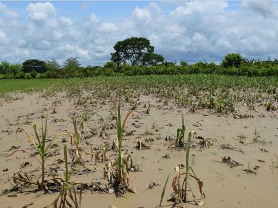 Magap: 400 hectáreas son declaradas como “pérdida total”