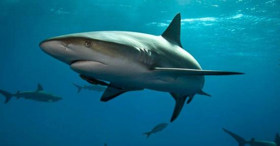Un estudio demuestra que los tiburones valen mucho más vivos que muertos