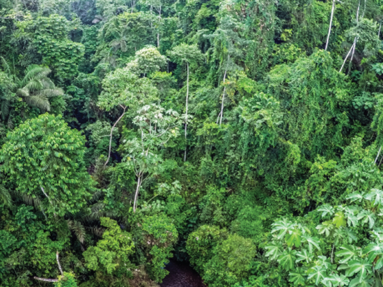 Socio Bosque busca conservar 1,5 millones de hectáreas