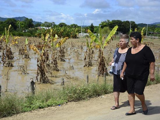14 mil hectáreas de cultivos afectadas por plagas y lluvias