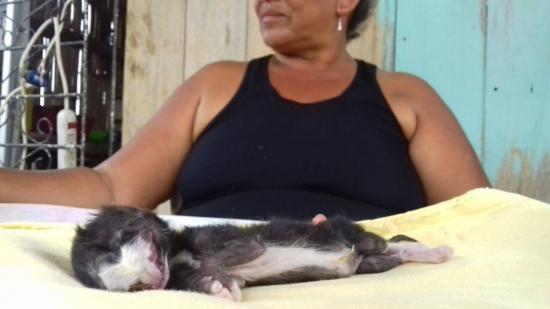 Nace gato con dos cabezas en El Pueblito de Charapotó