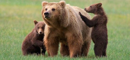 Los osos se comunican a través del olor de sus patas, según estudio