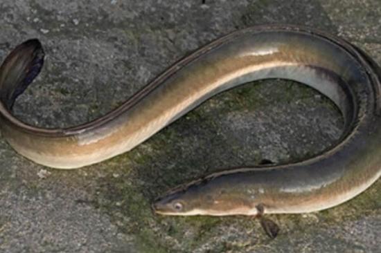 Un hombre se introdujo una anguila para usarla contra el estreñimiento
