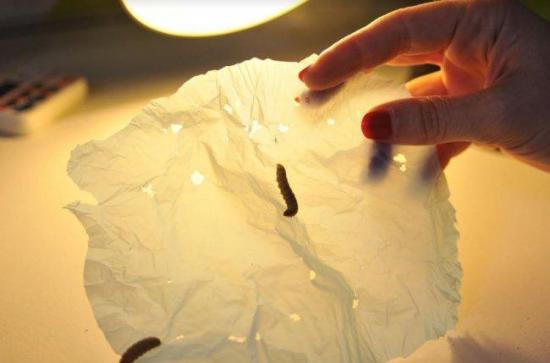 El gusano de cera es capaz de degradar plásticos