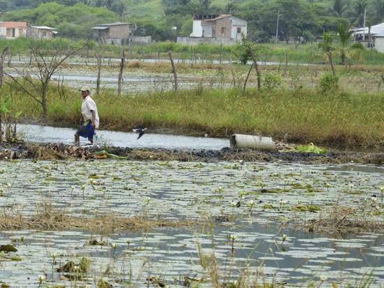 Más de 2.000 hectáreas de arroz se perdieron en Charapotó