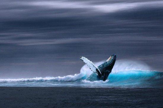Muertes de 3 adolescentes estarían relacionadas con reto de 'la ballena azul'