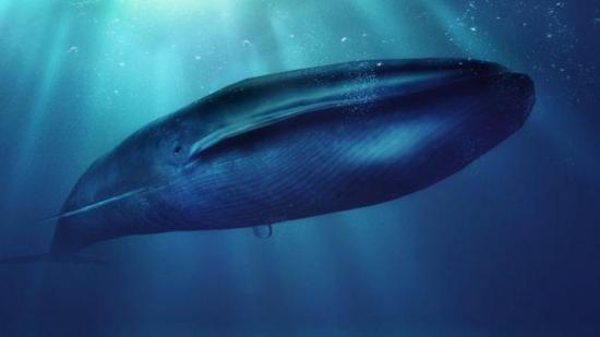 Combatirán juego virtual “ballena azul”