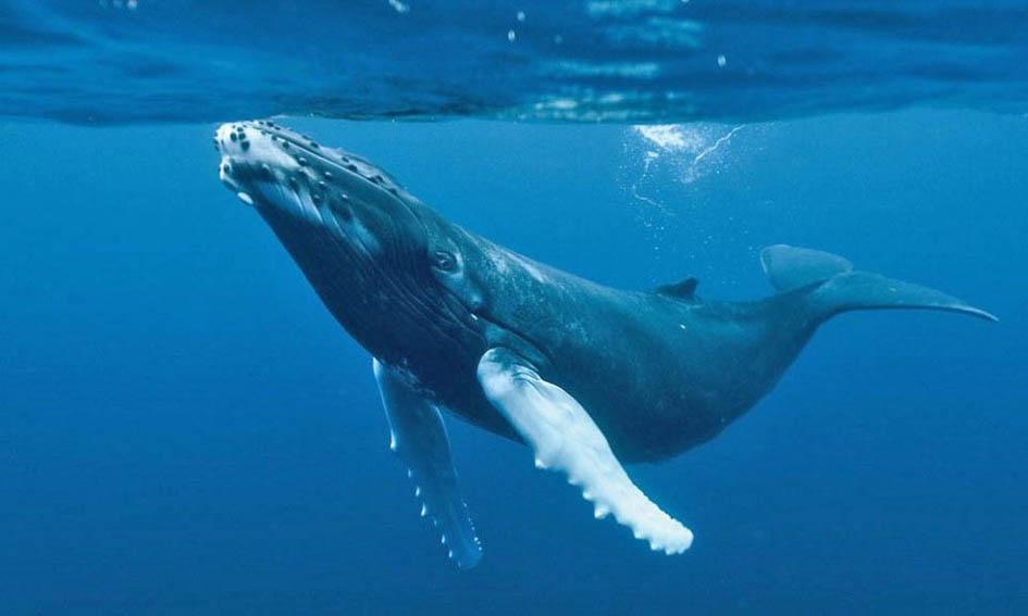 El juego macabro de "La ballena azul" | Diario El Río