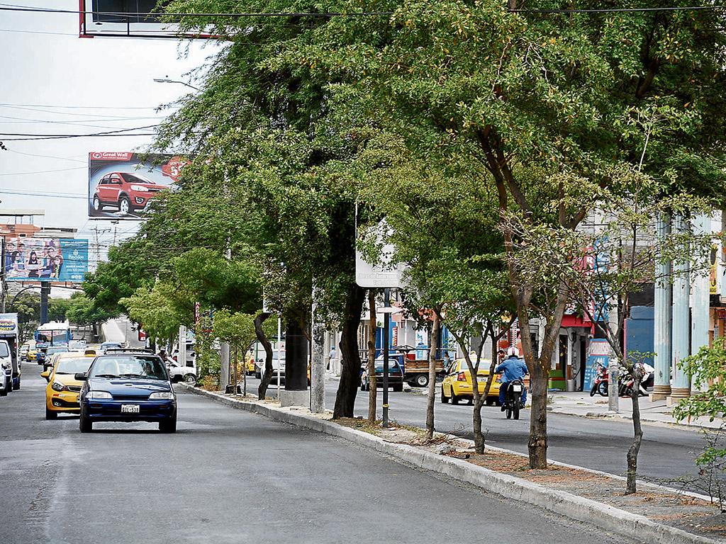 Seis especies de árboles se sembrarán en la 4 de Noviembre y la 113 | El  Diario Ecuador