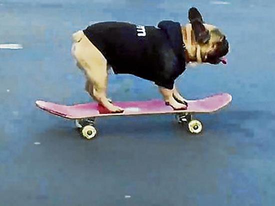 Bulldog es  un “as” sobre la patineta