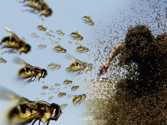 Trabajadores son atacados por abejas