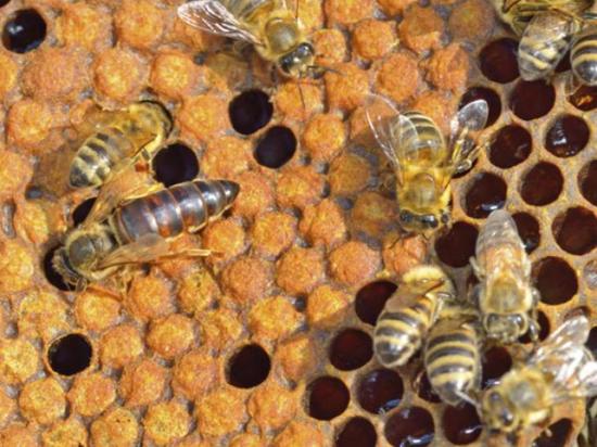 Obreros se recuperan del ataque  de abejas