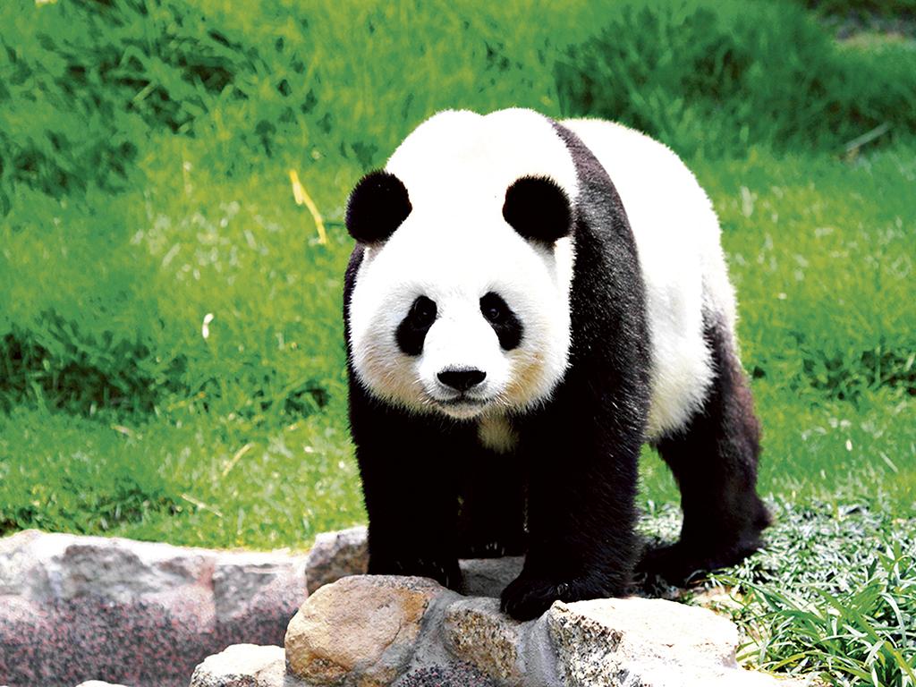 Equipo de juegos no pueden ver envío El panda gigante sale de peligro | El Diario Ecuador