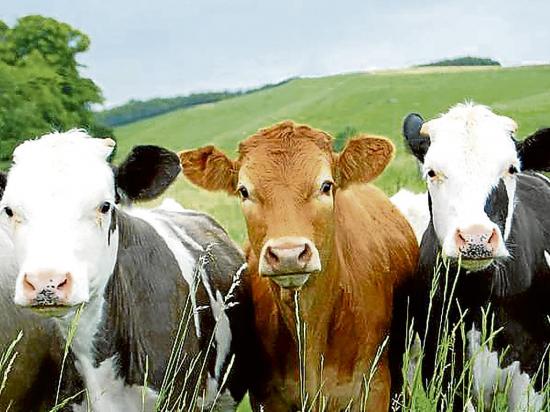 Vacas felices dan más leche