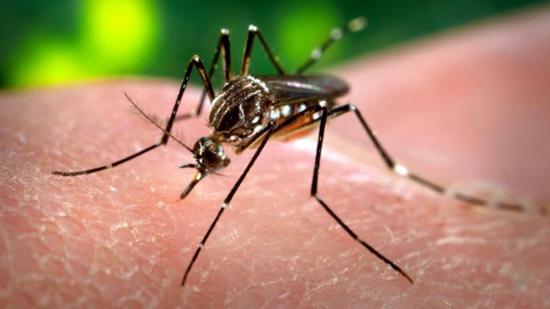Científicos españoles descubren una molécula como fármaco contra el zika