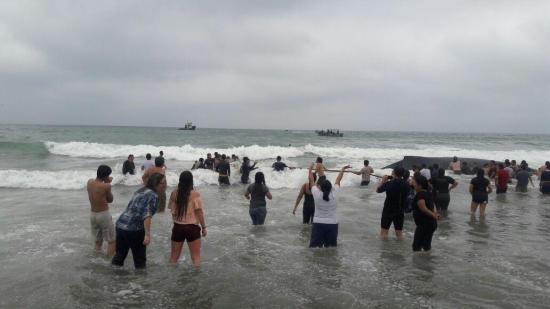 Voluntarios liberan a ballena varada luego de 11 horas de trabajo