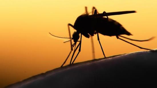 Científicos desarrollan un posible inhibidor del virus del zika