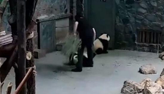 Vídeo que muestra el maltrato a dos pequeños pandas causa indignación en la web