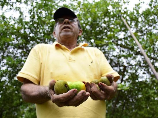 El limón alcanza un precio 'histórico': un saco cuesta 65 dólares