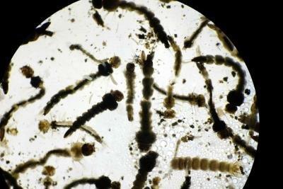 Descubren en Brasil una sustancia capaz de bloquear la reproducción del zika