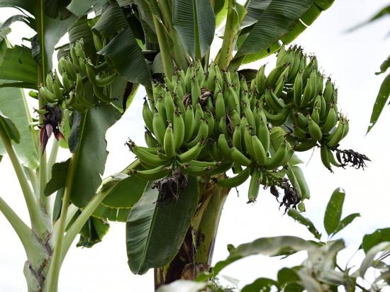 Planta de plátano “parió” 4 racimos