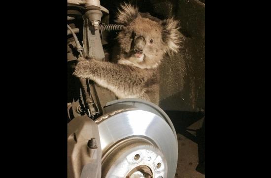 Tierno koala sobrevive tras quedar atrapado en la llanta de un carro
