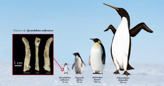 Hallan un fósil inédito de pingüino diminuto en la Antártida