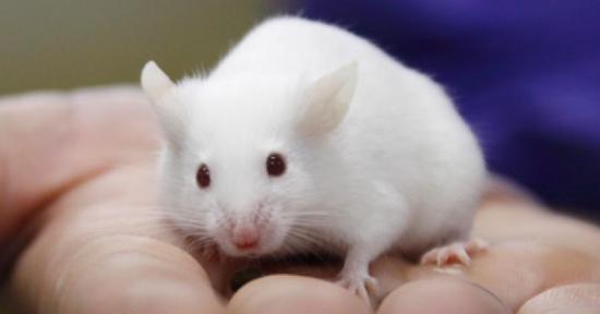 Prueban en ratones una molécula sintética para eliminar VIH latente