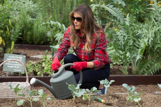 Melania Trump continúa la tradicional siembra en el huerto de la Casa Blanca