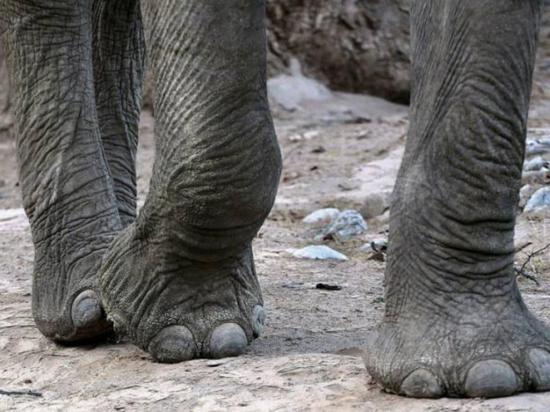 Elefantes matan a pisotones a una mujer y tres niños