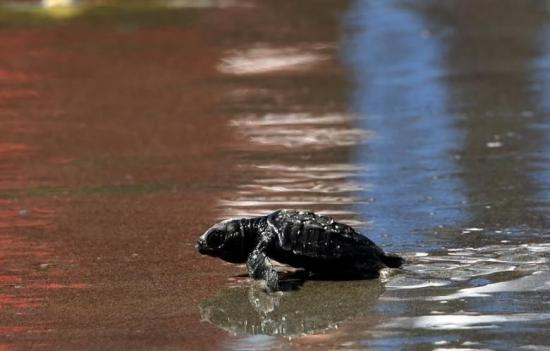 Rescatan en Brasil a 36 tortugas que iban a ser vendidas