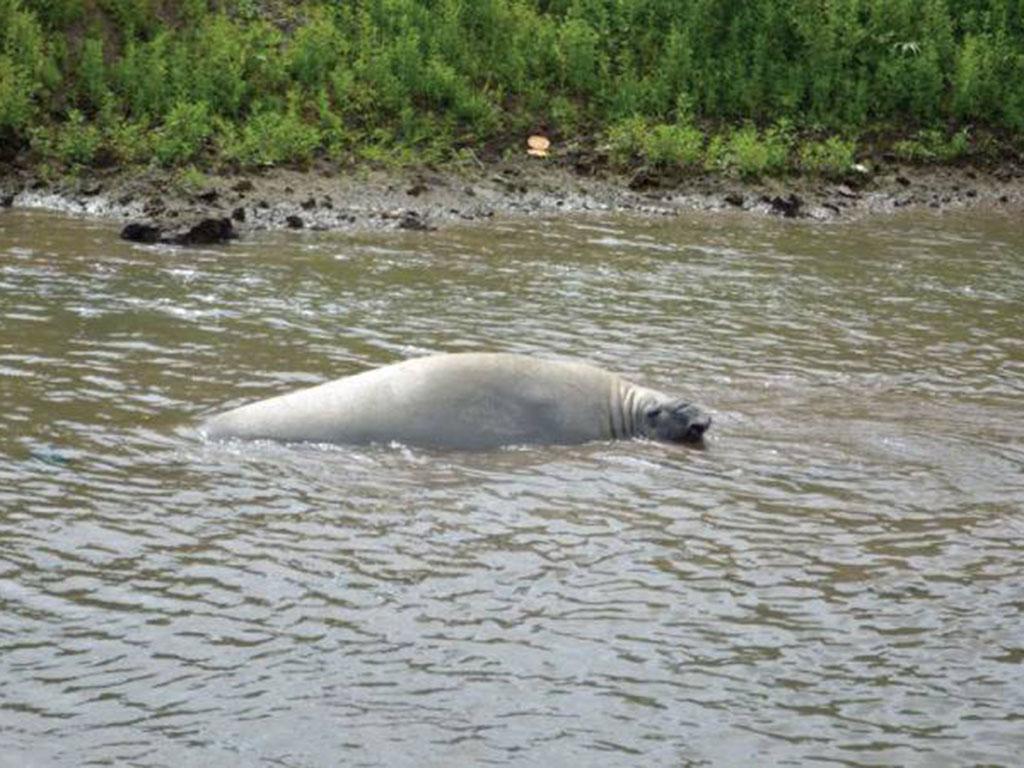 Conducen a un elefante marino a un caudal que lo lleva al océano | El ...