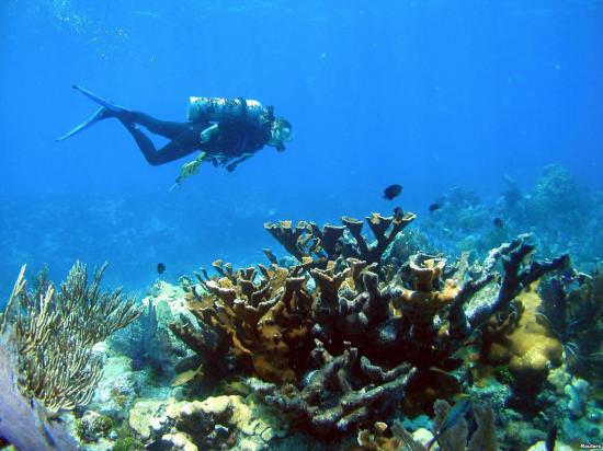 Ecuador y Costa Rica acuerdan proteger  los arrecifes de coral